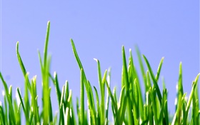 봄, 푸른 잔디, 푸른 하늘 HD 배경 화면