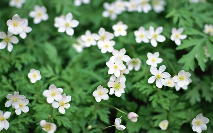 봄, 흰색 작은 꽃 확대 배경 화면 그림