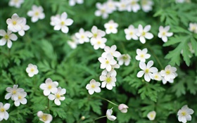 봄, 흰색 작은 꽃 확대 HD 배경 화면