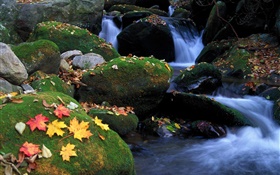 돌, 이끼, 스트림, 잎 가을 HD 배경 화면