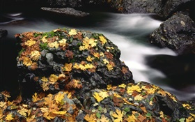 돌, 노란 단풍, 개울, 가을 HD 배경 화면