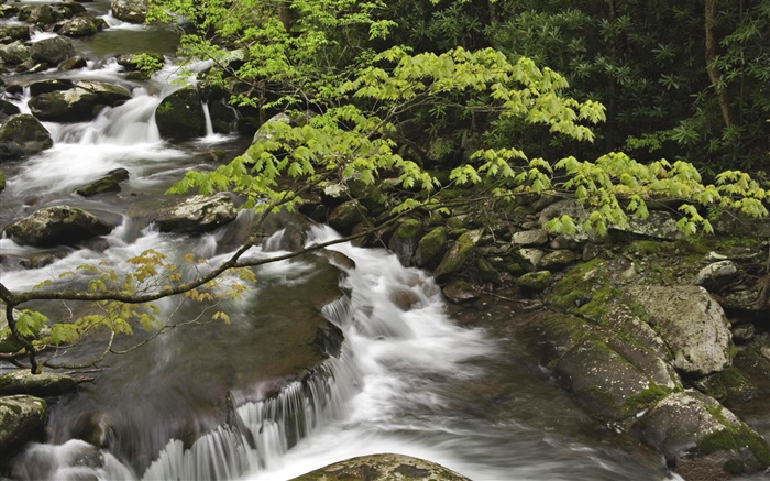 스트림, 개울, 돌, 그레이트 스모키 산맥 국립 공원, 테네시, 미국 배경 화면 그림