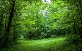 여름, 숲, 나무, 나뭇잎, 녹색 잔디 HD 배경 화면