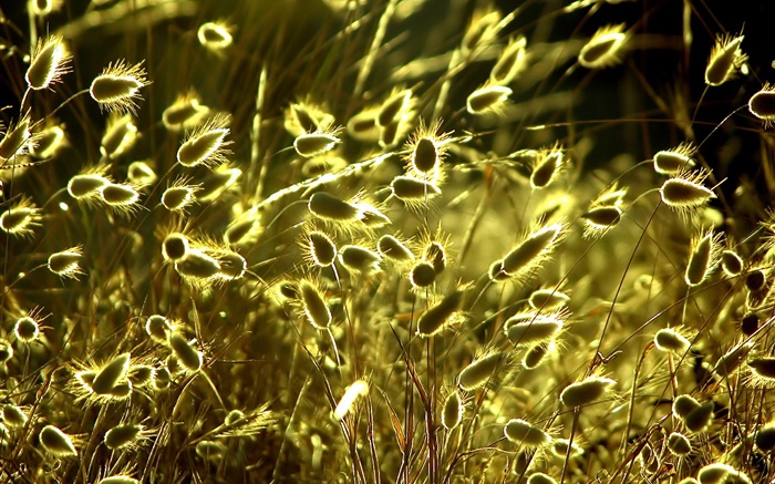 여름 자연 식물 근접 촬영, 잔디, 햇빛 배경 화면 그림