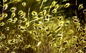 여름 자연 식물 근접 촬영, 잔디, 햇빛 HD 배경 화면