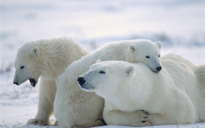 세 북극곰, 눈, 감기 배경 화면 그림