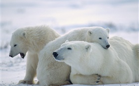 세 북극곰, 눈, 감기 HD 배경 화면