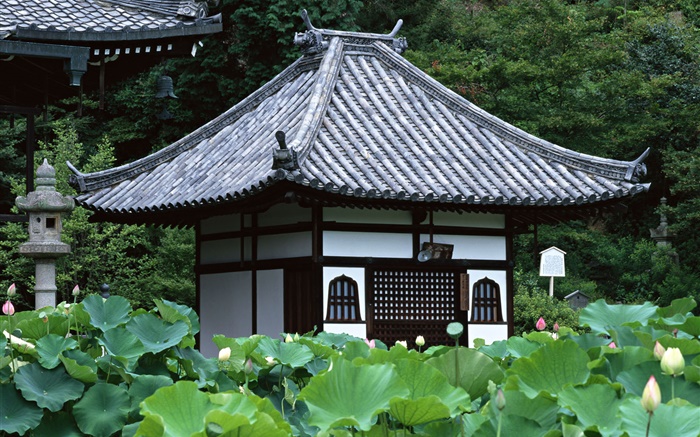 도쿄, 일본, 정원, 사원, 연꽃 연못 배경 화면 그림