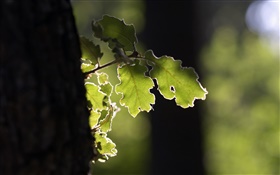 나무, 녹색 잎, 햇빛 HD 배경 화면