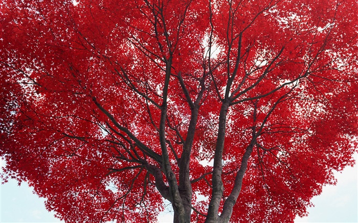 나무, 붉은 단풍, 가을 배경 화면 그림