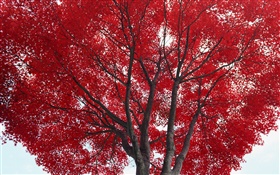 나무, 붉은 단풍, 가을 HD 배경 화면