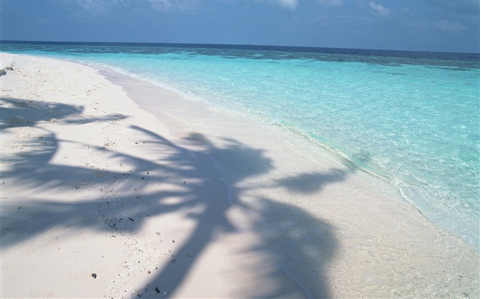 나무 그림자, 몰디브, 해변, 바다, 파도 배경 화면 그림