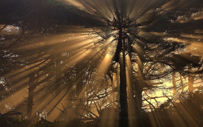 나무, 숲, 태양 광선 배경 화면 그림