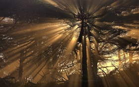 나무, 숲, 태양 광선 HD 배경 화면