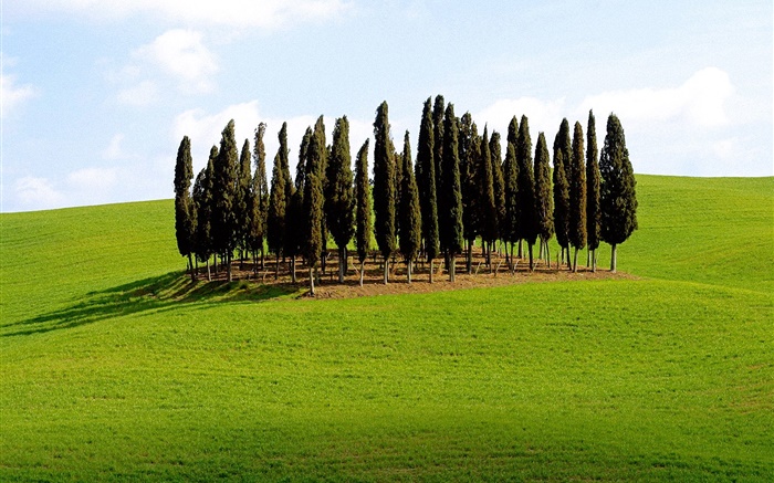 나무, 잔디, 이탈리아 배경 화면 그림