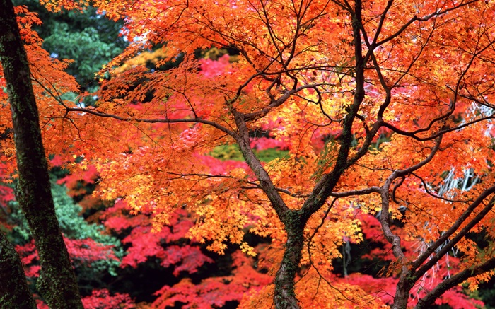 나무, 붉은 잎, 나뭇 가지, 가을 자연 풍경 배경 화면 그림