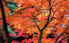 나무, 붉은 잎, 나뭇 가지, 가을 자연 풍경