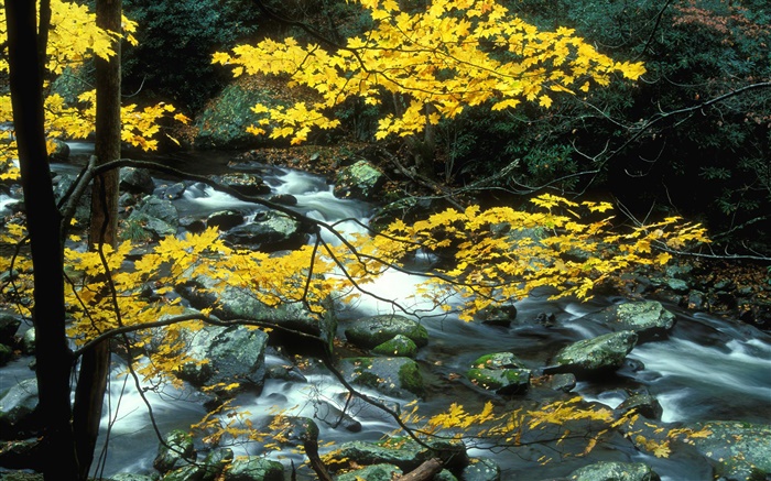 나무, 노란 단풍, 스트림, 돌, 가을 배경 화면 그림