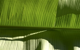 열대 식물 녹색 잎