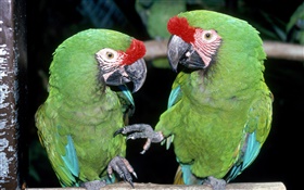 두 개의 녹색 앵무새 확대 HD 배경 화면