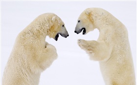 두 북극곰 얼굴에 얼굴 HD 배경 화면