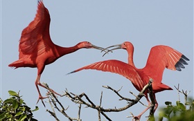 두 개의 빨간색 깃털의 새