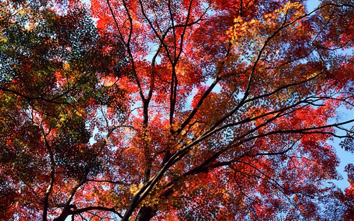 하늘, 붉은 단풍, 단풍 나무, 단풍을 볼 수있는 나무 아래 배경 화면 그림
