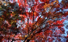 하늘, 붉은 단풍, 단풍 나무, 단풍을 볼 수있는 나무 아래 HD 배경 화면