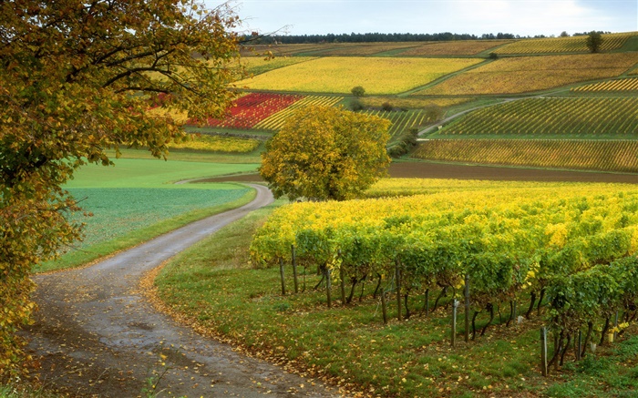 포도원, 농장, 가을 배경 화면 그림