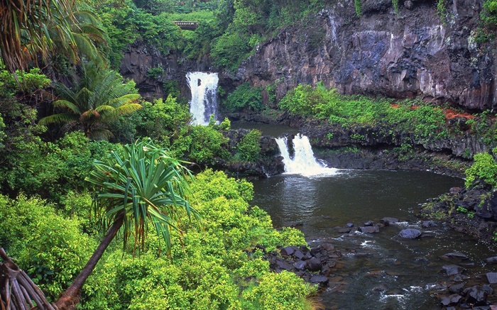폭포, 개울, 물, 바위, 식물, 하와이, 미국 배경 화면 그림