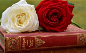 흰색과 빨간색 장미 꽃, 책 HD 배경 화면