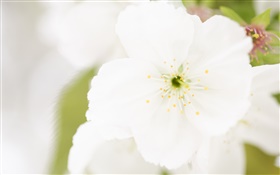 흰 꽃 근접, 꽃잎, 흐림 HD 배경 화면