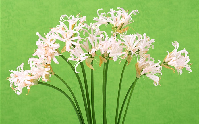 흰색 꽃, 꽃다발, 녹색 배경 배경 화면 그림