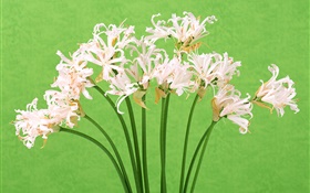 흰색 꽃, 꽃다발, 녹색 배경 HD 배경 화면