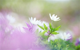 흰색 꽃, 녹색 잎, 나뭇잎 HD 배경 화면