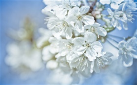 흰색 꽃, 나뭇 가지, 나뭇잎 HD 배경 화면