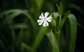 흰색 작은 꽃 근접, 녹색 배경 HD 배경 화면