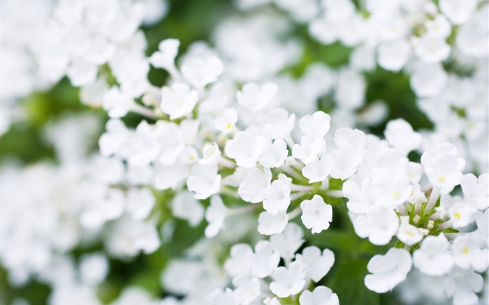 흰색 작은 꽃, 나뭇잎, 봄 배경 화면 그림