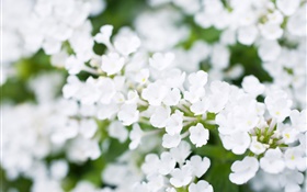흰색 작은 꽃, 나뭇잎, 봄 HD 배경 화면