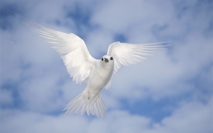 흰색 비둘기 비행, 날개 배경 화면 그림