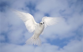 흰색 비둘기 비행, 날개 HD 배경 화면