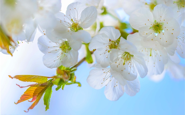 흰 매화, 꽃, 꽃, 나뭇 가지, 봄 배경 화면 그림