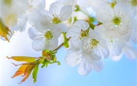 흰 매화, 꽃, 꽃, 나뭇 가지, 봄