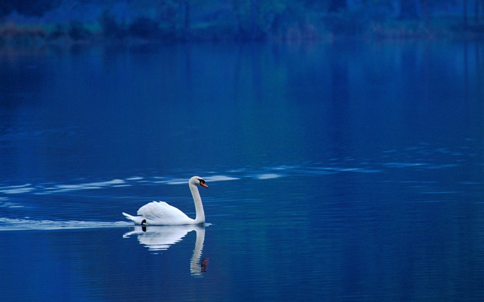 호수에 흰 백조 배경 화면 그림