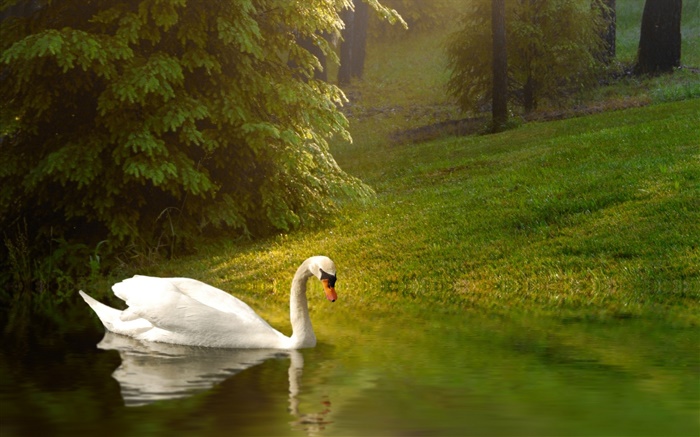 하얀 백조, 연못, 잔디, 경사 배경 화면 그림