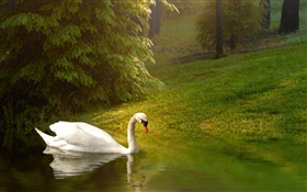 하얀 백조, 연못, 잔디, 경사 HD 배경 화면