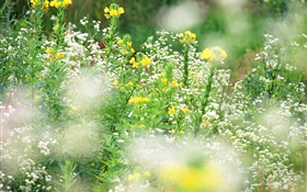 흰색, 노란색 야생화, 나뭇잎 HD 배경 화면