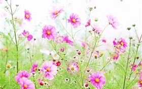 야생화, 핑크 kosmeya 꽃