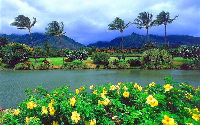 바람, 나무, 꽃, 산, 구름, 하와이, 미국 배경 화면 그림