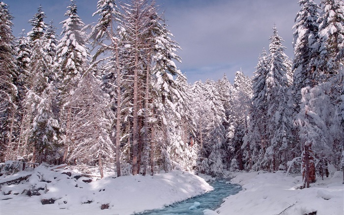 겨울, 숲, 나무, 두꺼운 눈, 강 배경 화면 그림